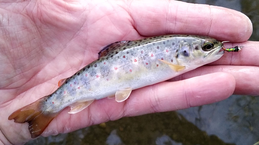 Photo of the smallest trout